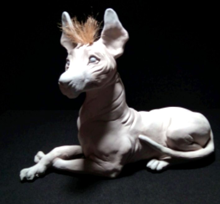 Xoloitzcuintle
